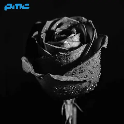 دانلود آهنگ چهل روزه عزیزم را ندیدم